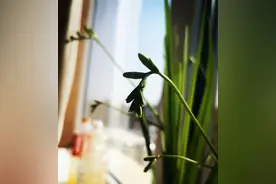 身边的她｜且与岁月共情长图片