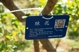 济南稀罕又美丽的花：琼花、烟花、聚八仙都是它图片