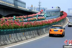 百万株鲜花将绽放杭州高架 民众上下班走“花路”图片