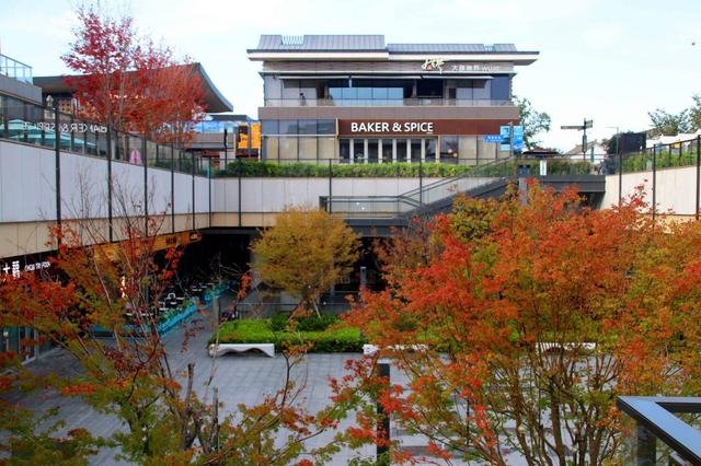 江苏苏州：初冬叶绯红，游客醉美景