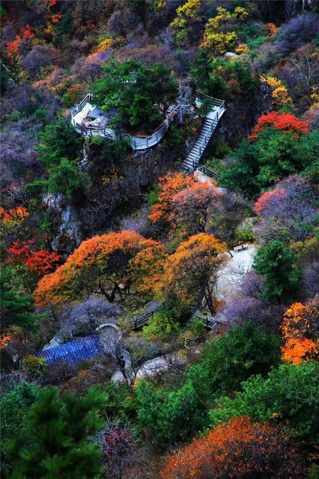 最佳观赏期即将结束！河南这些美景错过要再等一年