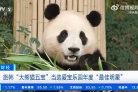 熊猫生意火了！韩国福宝版信用卡3天售罄，大熊猫主题快闪店两周销售额540多万元图片