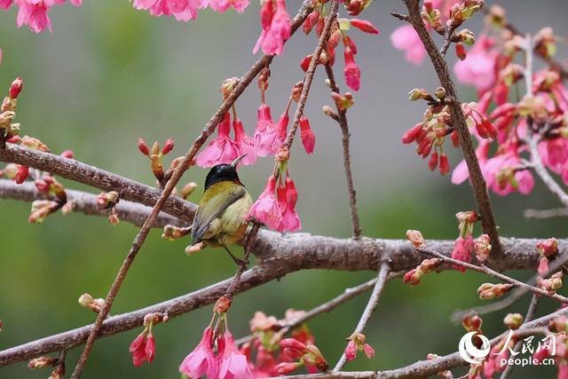厦门: 樱花初绽放 鸟儿喜闹春