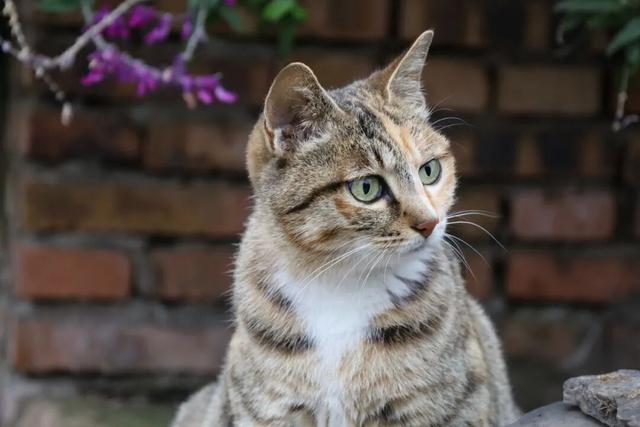 看国际木偶戏，游烟火西充！