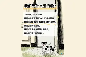 过敏性休克？身体组织坏死？宠物致伤后要小心这件事图片