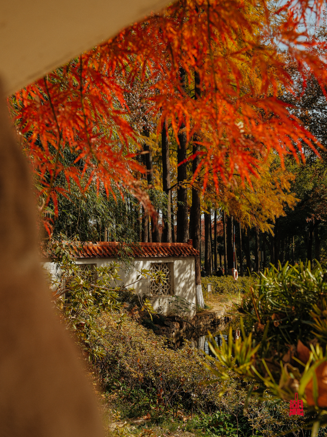 红红红红！红“枫”了！