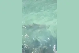 游客在沙滩边拍到鲨鱼？景区回应：是海洋“三好学生”低风险鲨图片