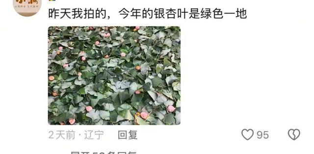 银杏叶未黄先落！今年的“满地金黄景”还能看到么？