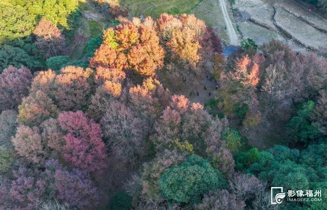 “枫”情万种！福州这里美不胜收！