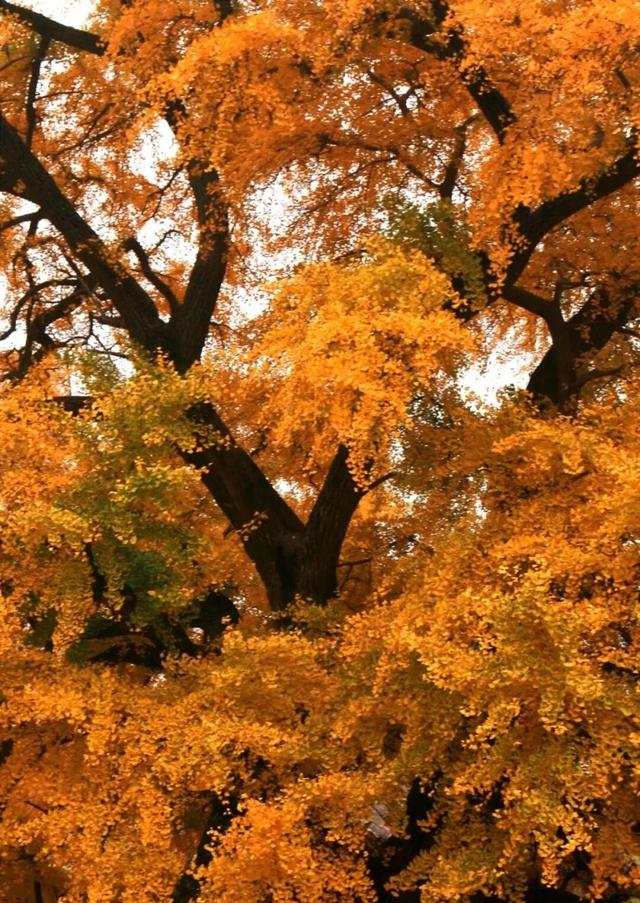 秋日必冲！新乡这两处秘境，藏着最动人的金黄时光
