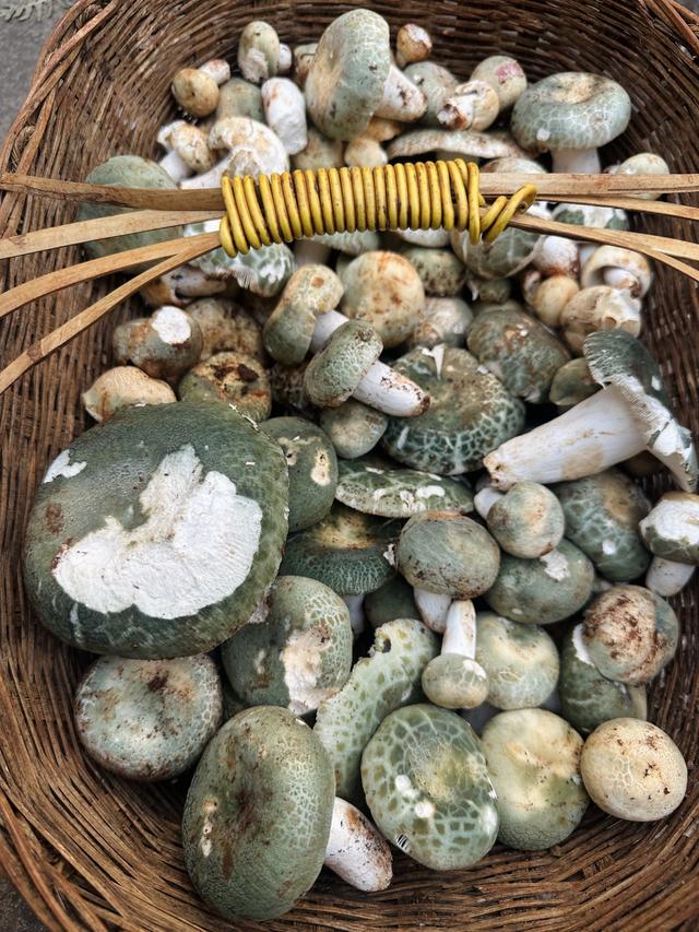 写点生活｜昆明避暑之菌菇篇