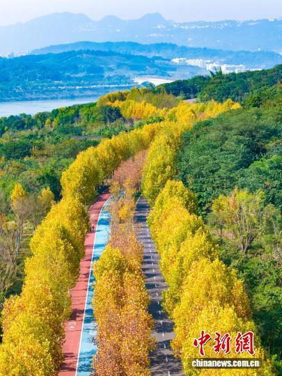 长江上游最大江心岛冬日梧桐绘就金色浪漫