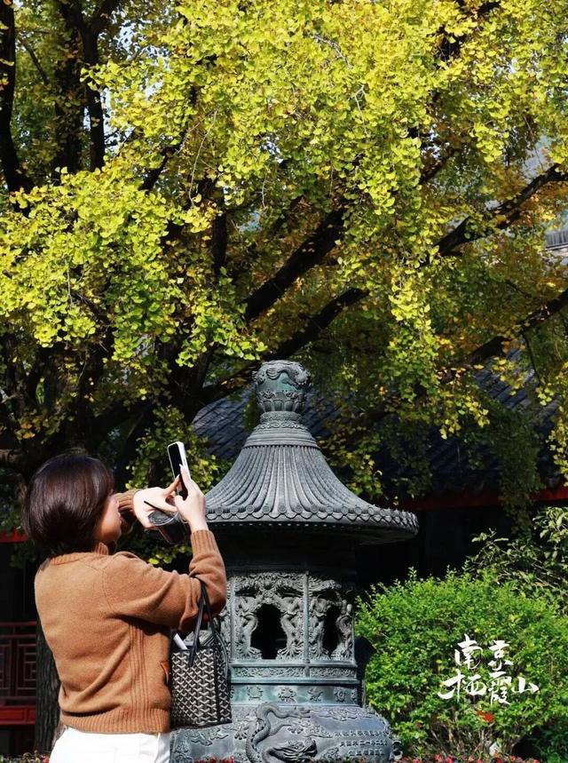 红墙+银杏已就位，本周拍照打卡攻略出炉！