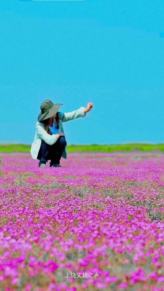 粉紫花海正上演“限定童话”，花期即将结束！