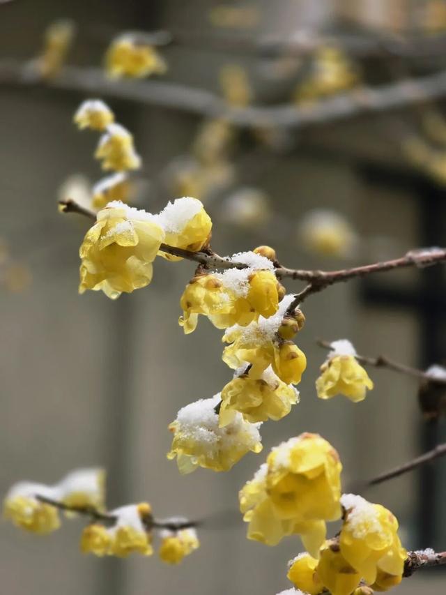 宜兴一下雪，就美成了阳羡！