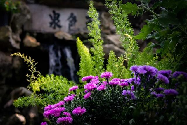 上海这个公园的桂花终于开了！还有10000+彩菊飘香→