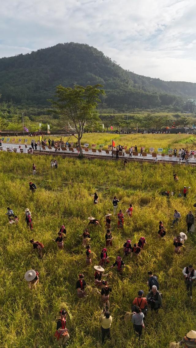 多图+视频！一起回看2025年白沙“啦奥门”雨林与您山兰文化活动精彩瞬间