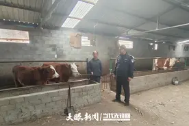 以牛引牛，纳雍公安“逮牛”有新招图片