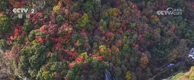 “秋日经济”活力满满 “赏秋+”催动文旅消费“热”力四射