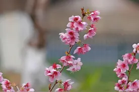 春色从此分，春意从此浓图片