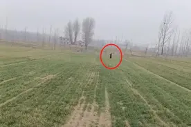 妈妈撒十多亩地化肥，5岁女儿心疼拍视频发爸爸，当事人：很感动，丈夫在外打工也辛苦图片