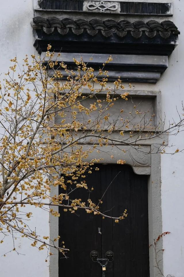 开了！开了！南湖，pong香！