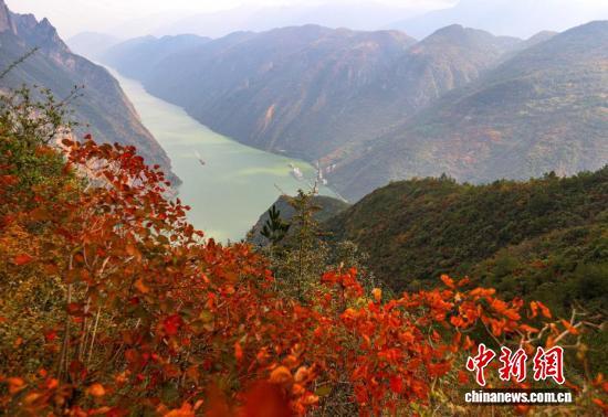 迎来最佳观赏期，长江巫峡两岸红叶美如画