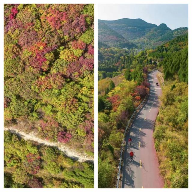 “泉”在济南享金秋——“一城山色·登山打卡”带你来赏红叶啦！
