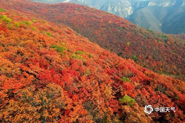 河南紫云山秋色壮丽 如一片红色海洋