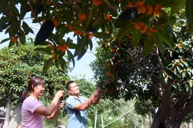 组图丨又到桂花飘香时图片