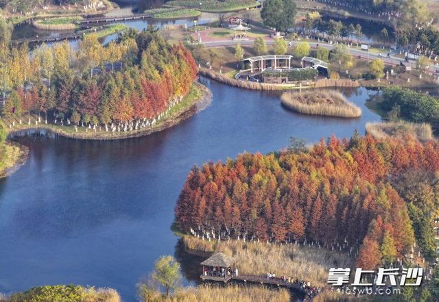 美不胜收！长沙县藏着一个五彩斑斓的秋丨组图