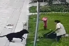 中国最大罗威纳犬舍遭网暴，董事长：德系纯种罗威纳性格稳定适合家养，卖了十多年没一只咬人图片