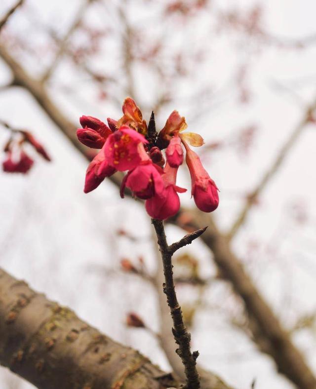 寒冬樱色 一眼心动 快来华容杏福园邂逅2026第一缕春信