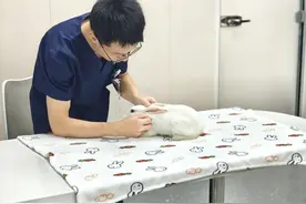 异宠医生、训犬师、宠物服装设计师……走近有点冷门的宠物职业图片