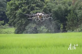 阳山开展无人机“飞防”，护航粮食安全！图片