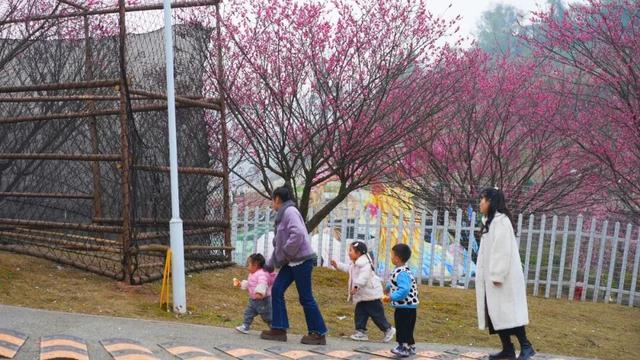 梅花提前近20天绽放 名山这份冬日浪漫藏不住了~