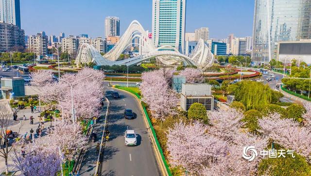 用樱花打开春天 一组图带你感受春日美好