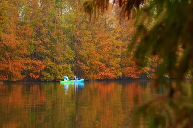 域见上海·域见奉贤｜冬日限定，海湾国家森林公园，红杉林开始“上妆”啦！