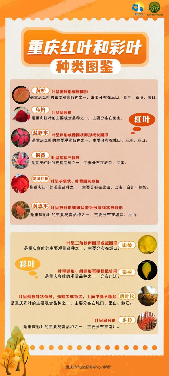 2025重庆红叶彩叶最佳观赏期预报出炉，快去打卡！