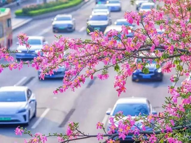 跟着节气来打卡 | 今日立冬，美好正当时！来南宁收藏一帧初冬的浪漫画卷