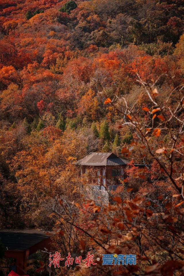 济南红叶谷：满山红遍燃秋意，层林尽染醉游人