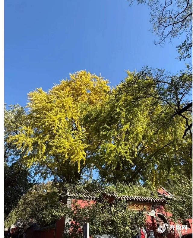 组图丨一大波美图来袭！泰山景区9个赏秋地超出片