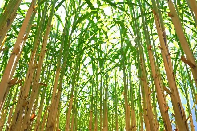 我的家乡我来赞｜秘境梭山