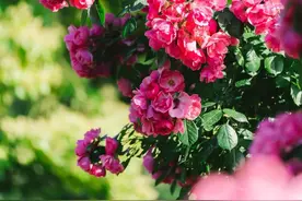 2公里的“安吉拉”花墙已经上线！滨江森林公园的月季迎来最佳观赏期~图片