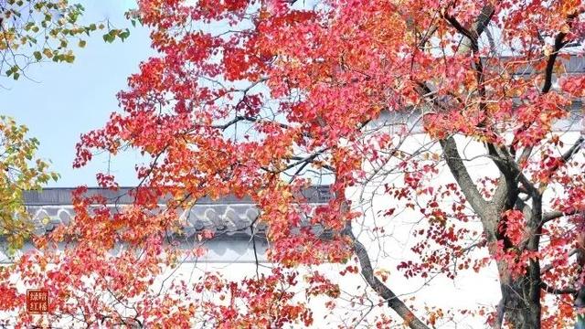 怎么能错过秦淮的秋天呢？