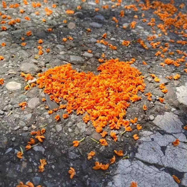 你闻，现在的大邑是桂花味儿的~