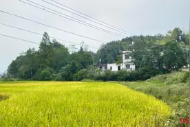 31岁新郎，死于“跨省闪婚”五天后图片