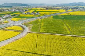 安徽池州：油菜花开绽放浓浓春意图片
