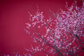 浙江的梅花，何以香飘万里图片
