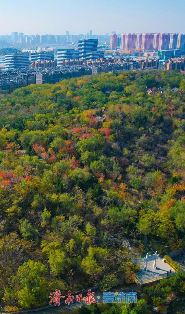 一年四季 泉在济南丨药山公园初冬美景：层林尽染处 山水入画来